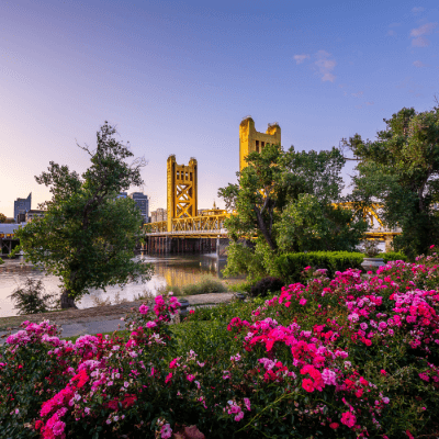Sacramento skyline as seen behind bushes with pink flowers